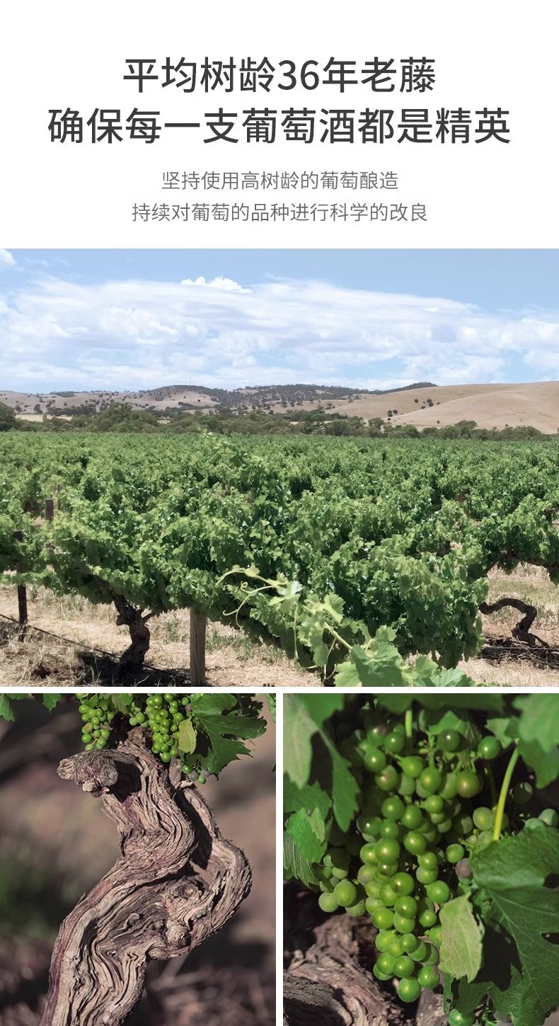 慕拉(MOULA)冰酒甜型白葡萄酒雷司令低度甜酒金钻冰葡萄酒