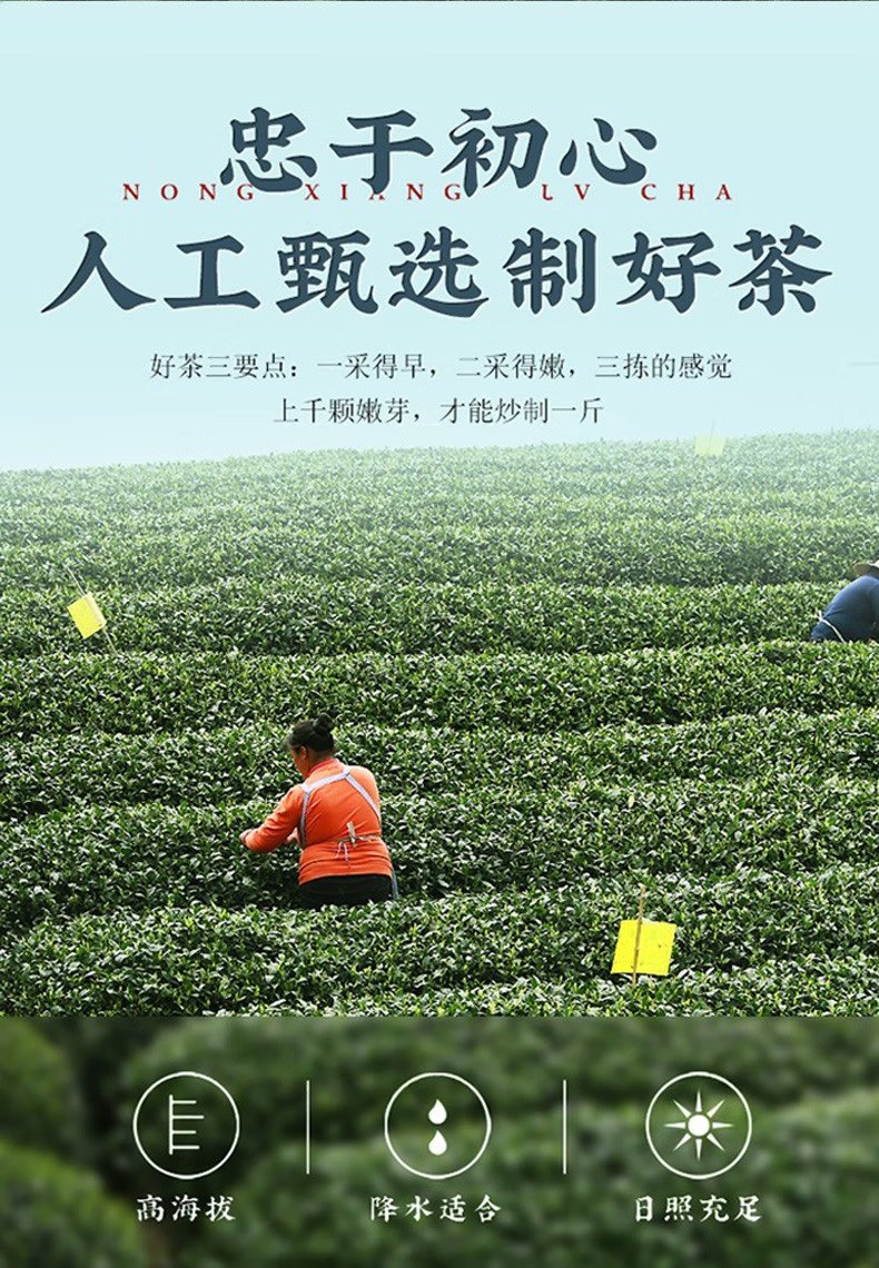 【5月】日照绿茶2025年新茶露天春茶250g/礼盒